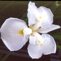 Iris japonés blanco
